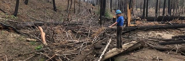Person wearing a hardhat stands in a forest of burned and fallen trees.