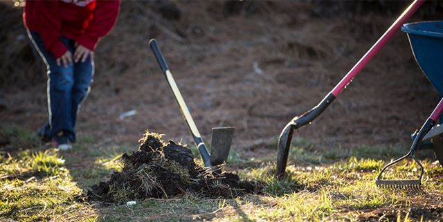 Digging with shovel in backyard
