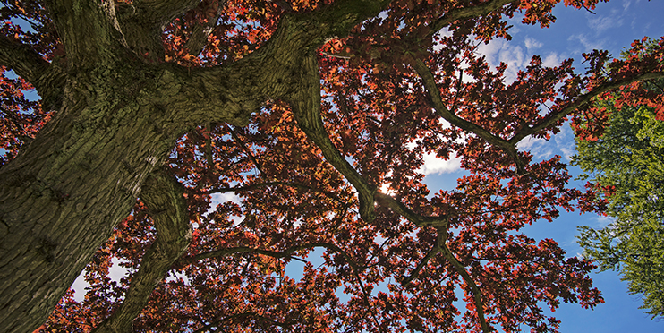 Red oak tree