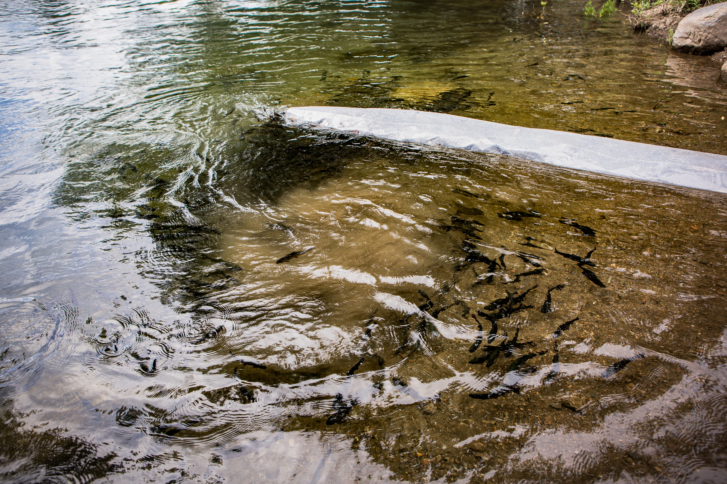 Fish swim in the lake while more fish are being stocked into the water