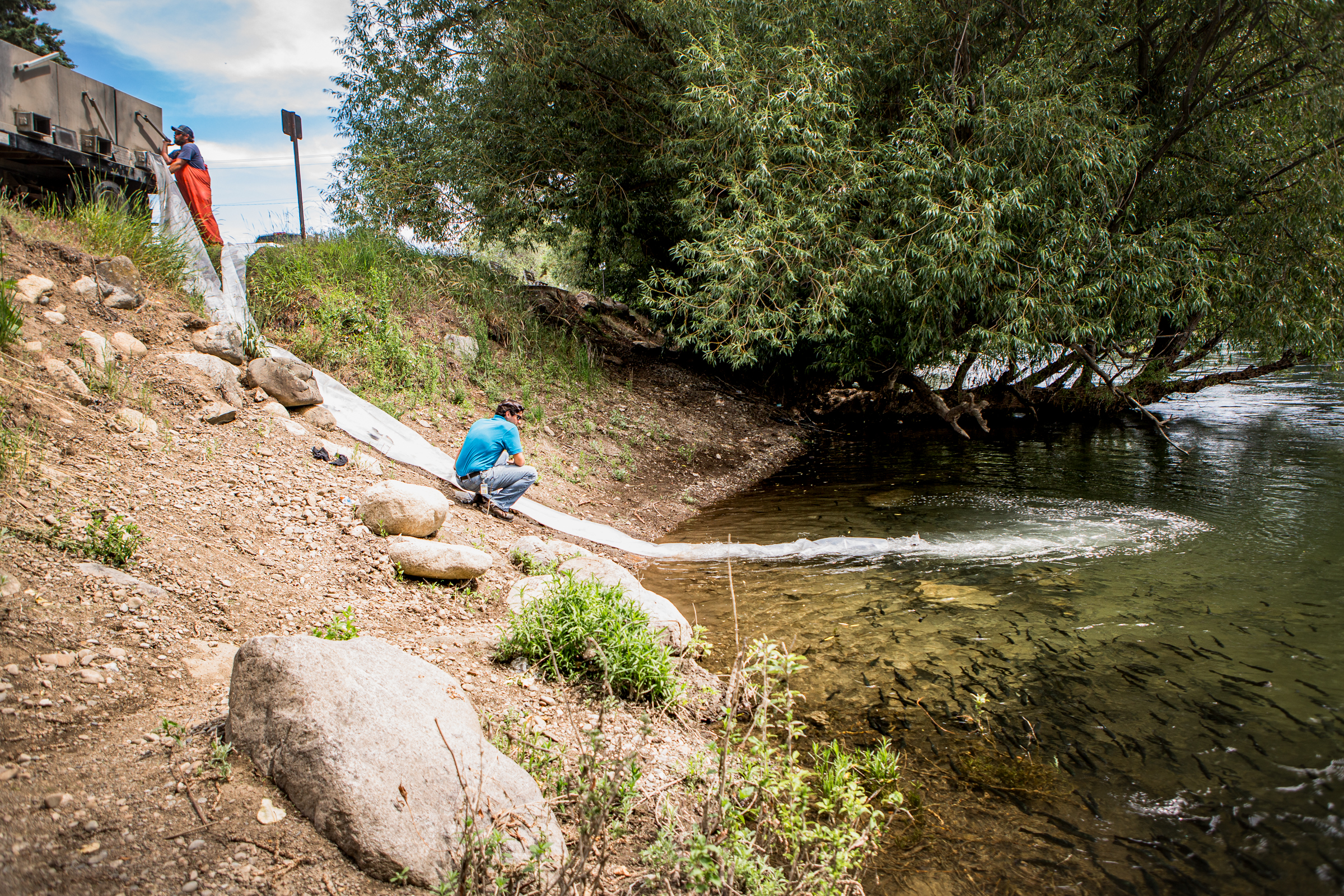 Man stands by a truck up a hill while farther down the bill near the lake, another man watches as fish are stocked into the lake