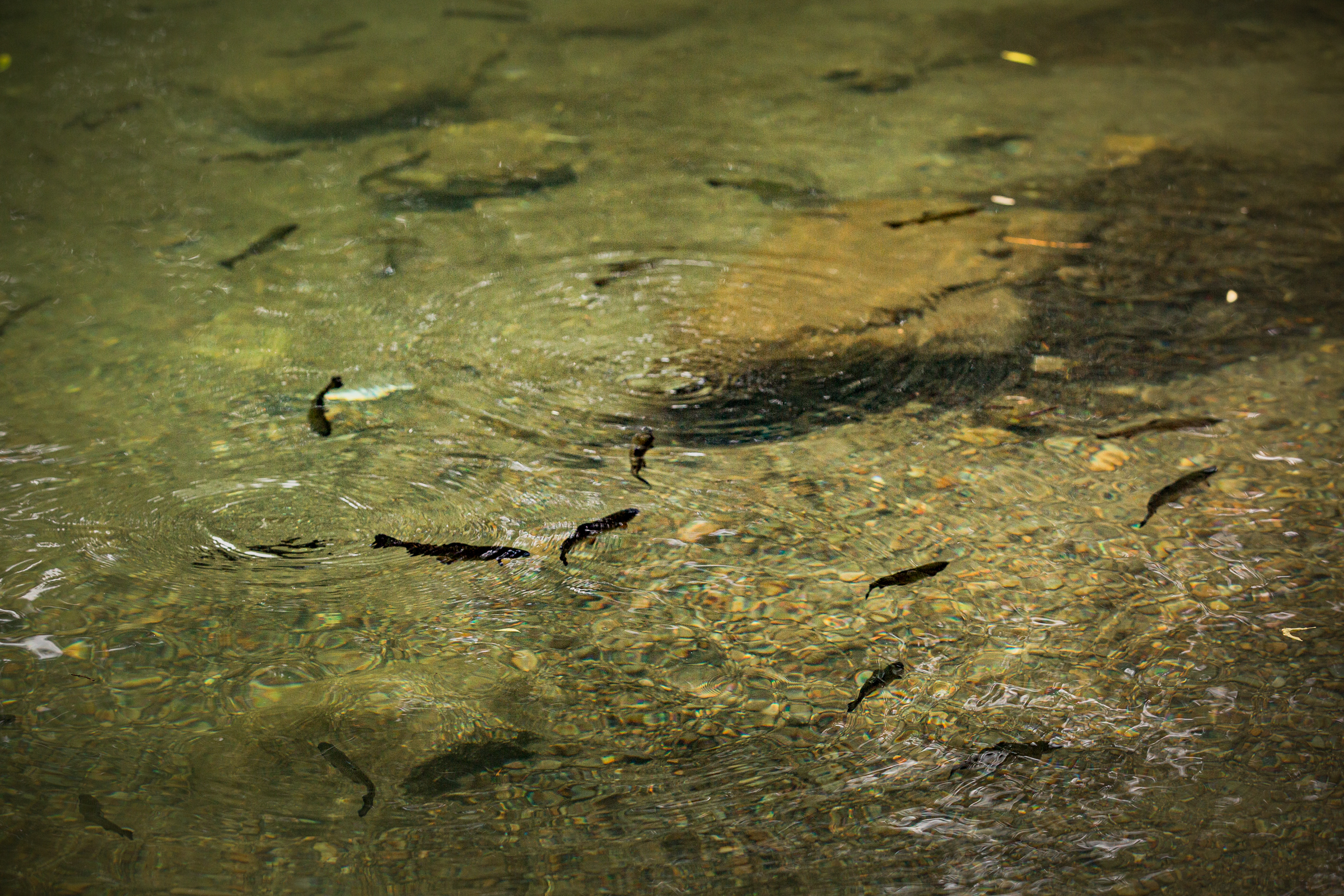 Fish swim in the lake