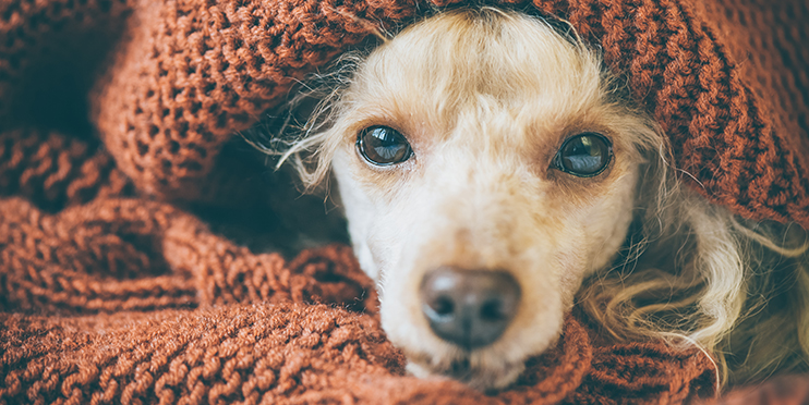 Dog wrapped in blanket