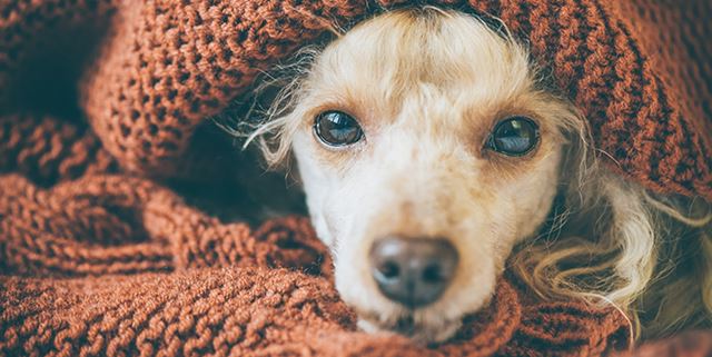 Dog wrapped in blanket