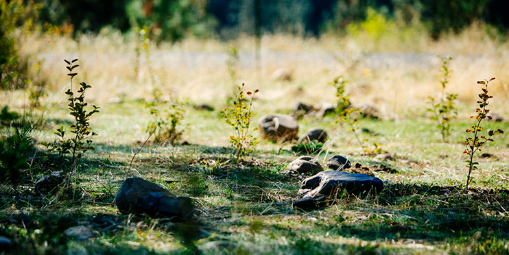 Shade of large tree and small saplings