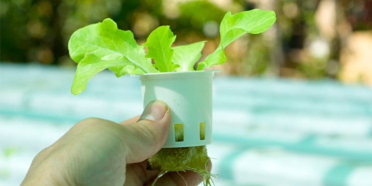 Bringing farming into the classroom