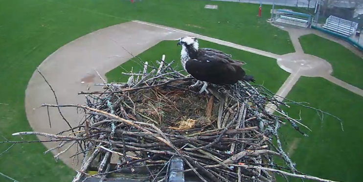 Osprey on nest