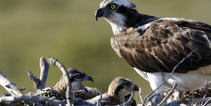 Osprey captured on live webcam