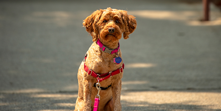 Light brown dog sitting down