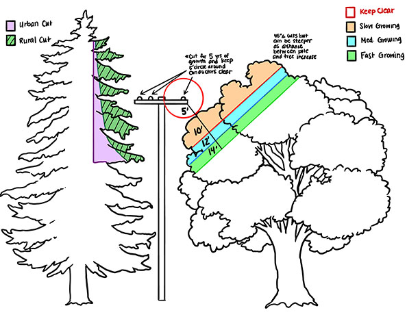 Illustration showing the minimum clearance distances allowed for pruning