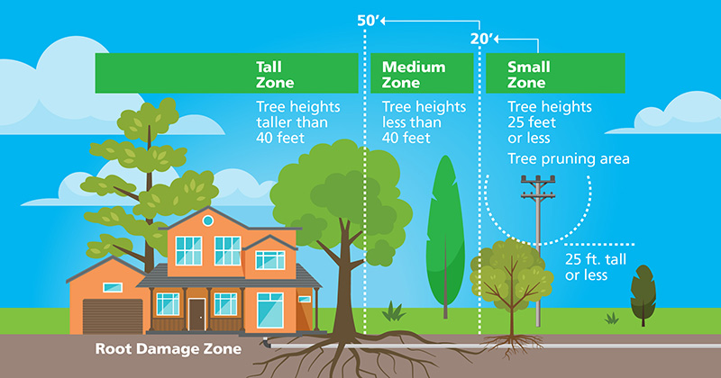 Illustration showing how to plant the right tree in the right place