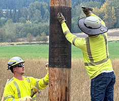 utility workers in safety gear wrapping fire-retardant mesh around wood poles.