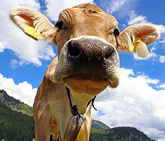 Closeup of a light brown cow outdoors with a blue, cloudy sky in the background