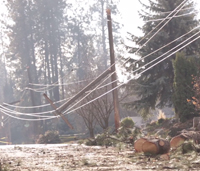 Downed power lines and street littered with pieces of fallen trees
