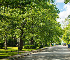 Green trees lining a road