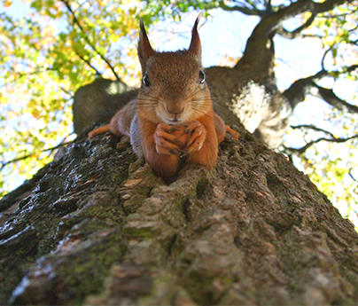 Closeup of a squirrel on the side of a tree with the branches and sky seen above it