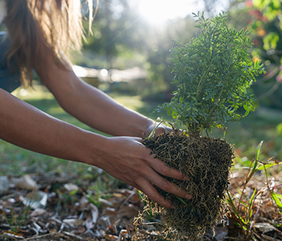 Closeup of a woman planting a tree in her backyard.