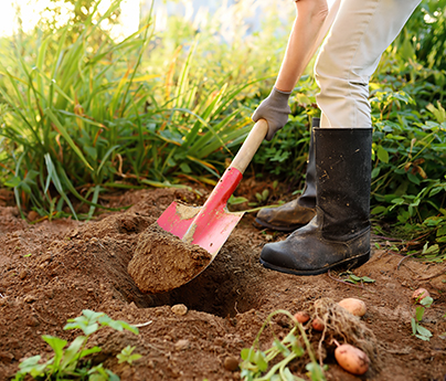 Person in the garden, wearing gardening boots, as they dig up potatoes with a shovel.