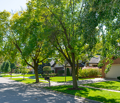 Tree lined street in neighborhood.