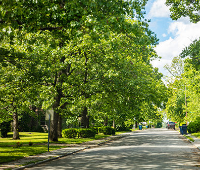 Tree lined street