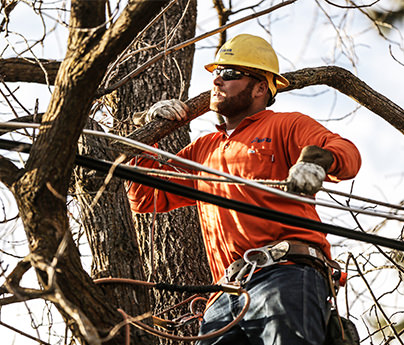 Tree Trimming Near Me