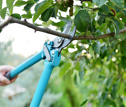 Close up of a man's hands pruning a tree